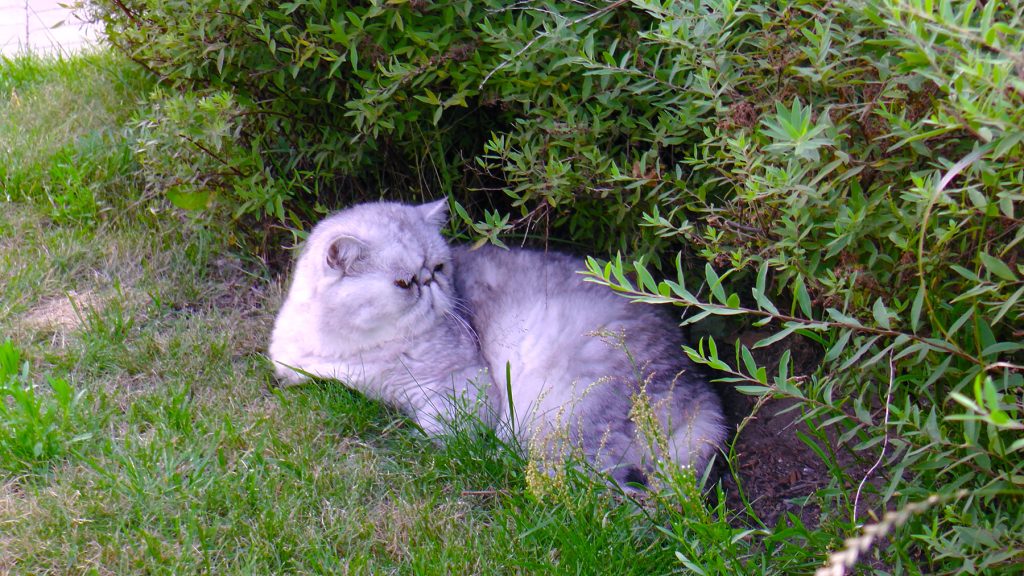 Assar03 namngavs efter Gustafs katt Assar som föddes 2003. På bilden ligger han i en häck.